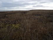 DSC08784.JPG